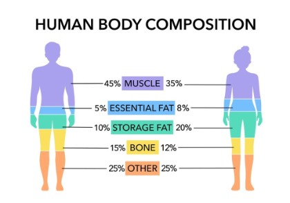 Factores que afectan a la composición corporal y por qué