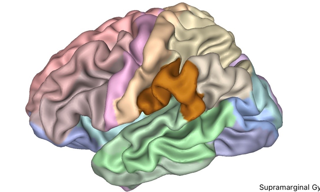 La lectura y sus beneficios sobre el neurodesarrollo Blogs Quironsalud