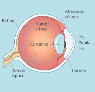 Hipermetropia cristalino online